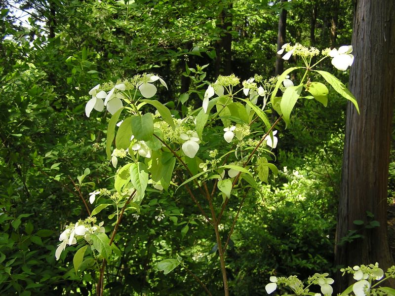 高尾山・稲荷山コース -- ガクウツギ