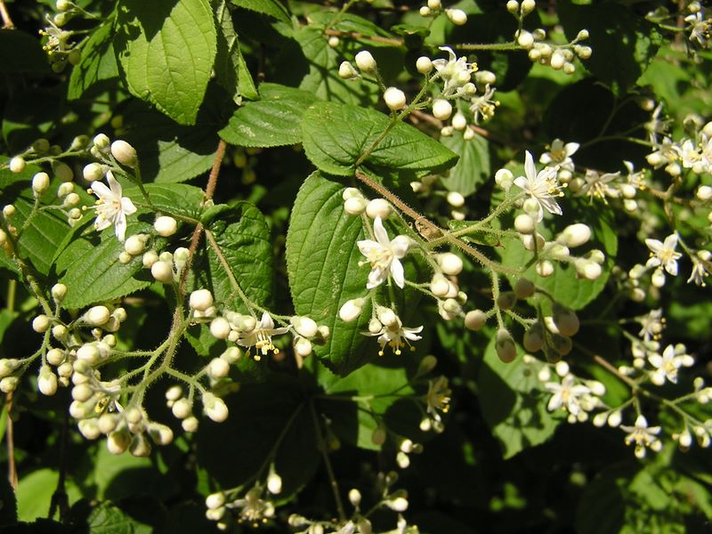 高尾山・稲荷山コース -- マルバウツギ