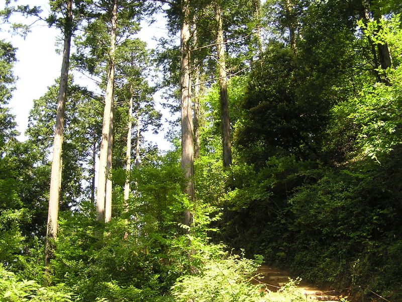 高尾山・稲荷山コース -- 真っ直ぐに伸びた杉木立