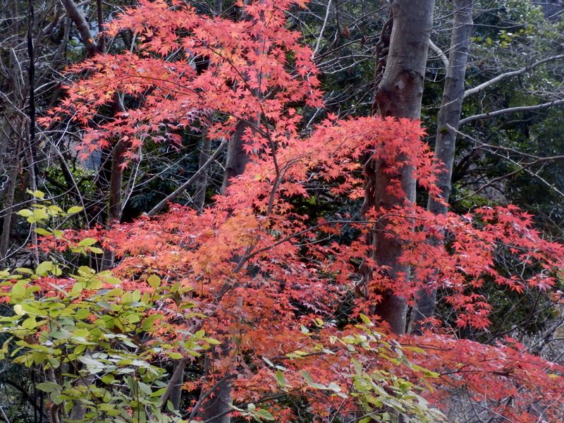 まだ紅葉が残っていた