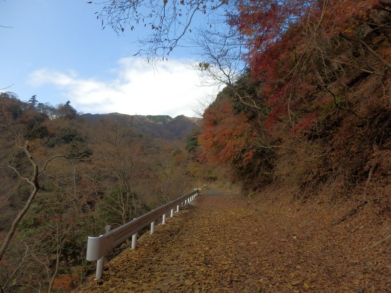 林道はは落ち葉でいっぱい