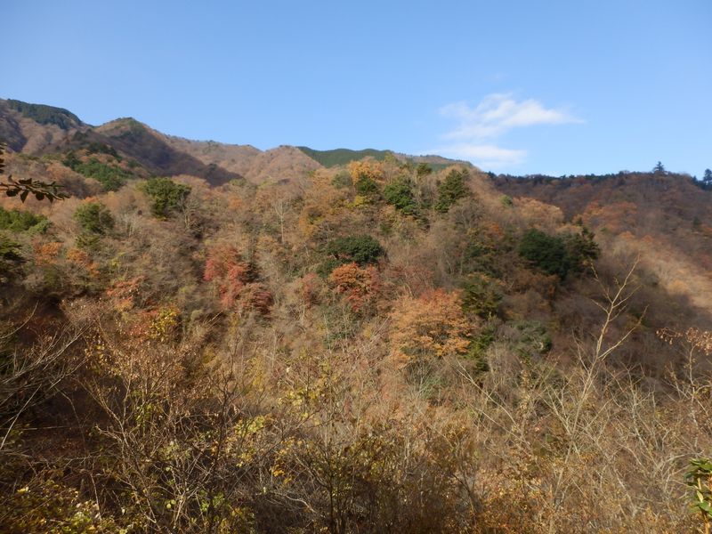 p丹沢主脈の東海自然歩道稜線を見上げる