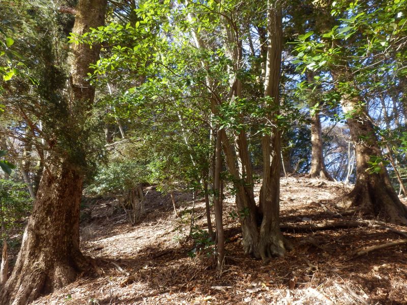 モミの木の多い場所