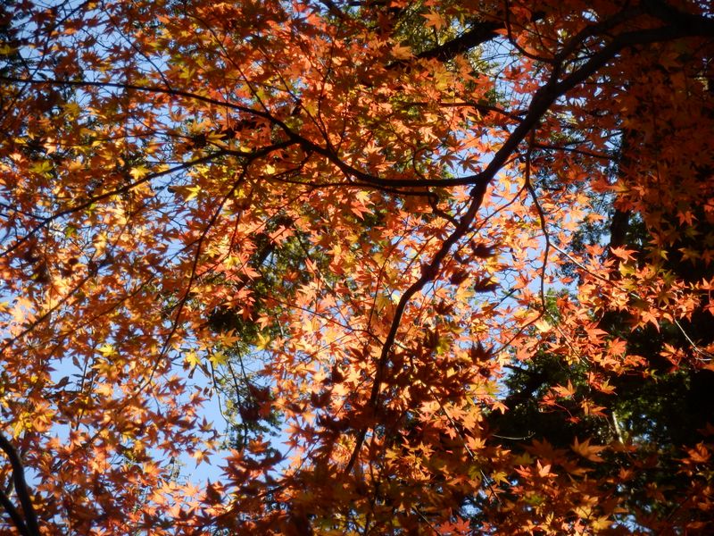 700m峰の紅葉に少しズームイン