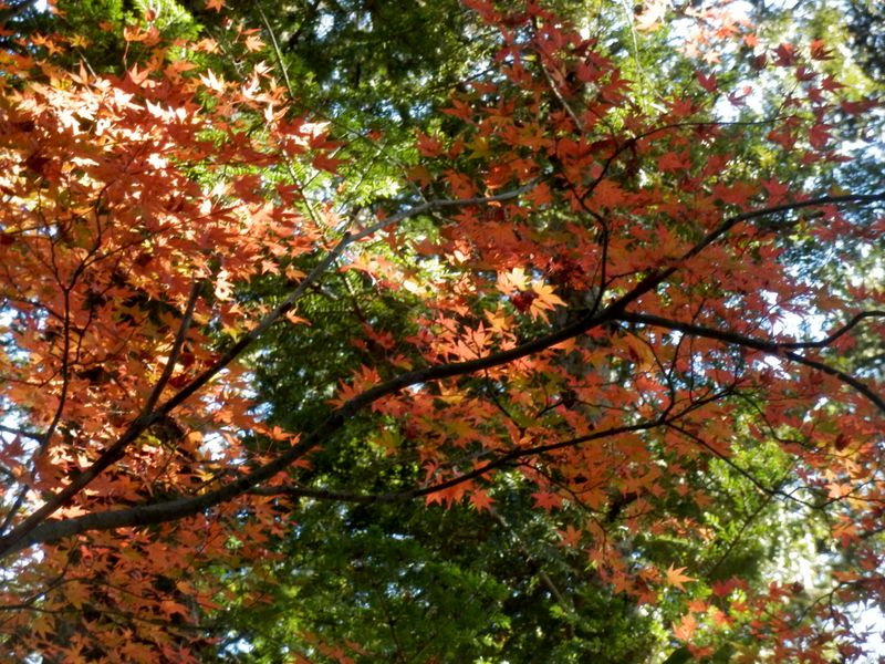 赤い葉と緑の葉が引き立て合う