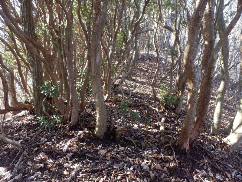 アセビのトンネル