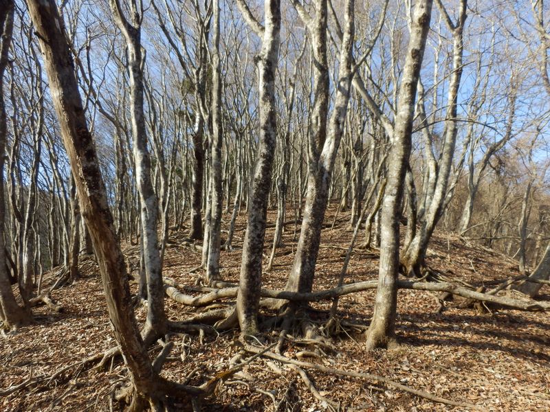 新緑もきれいだろうな