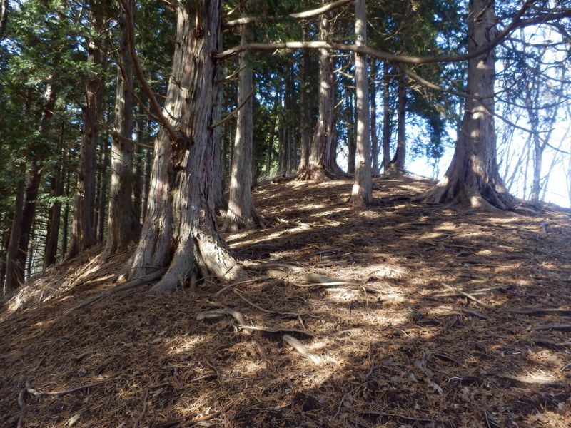 1039m峰は針葉樹林