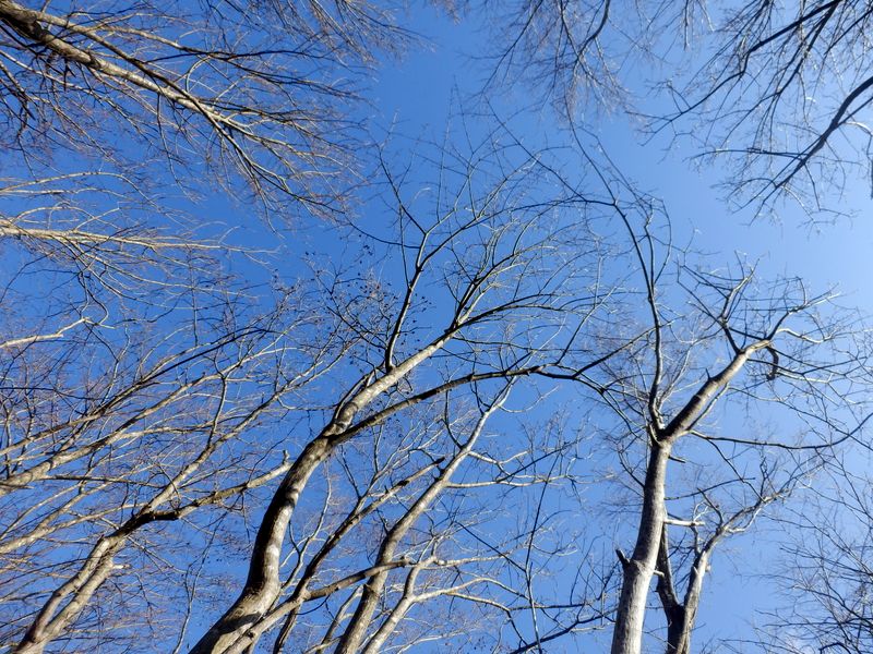 落ち葉に寝そべれば