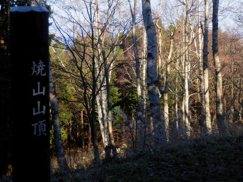 焼山山頂のシラカバ