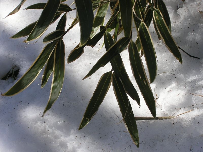 石割山 -- 笹は寒さに強いのですね