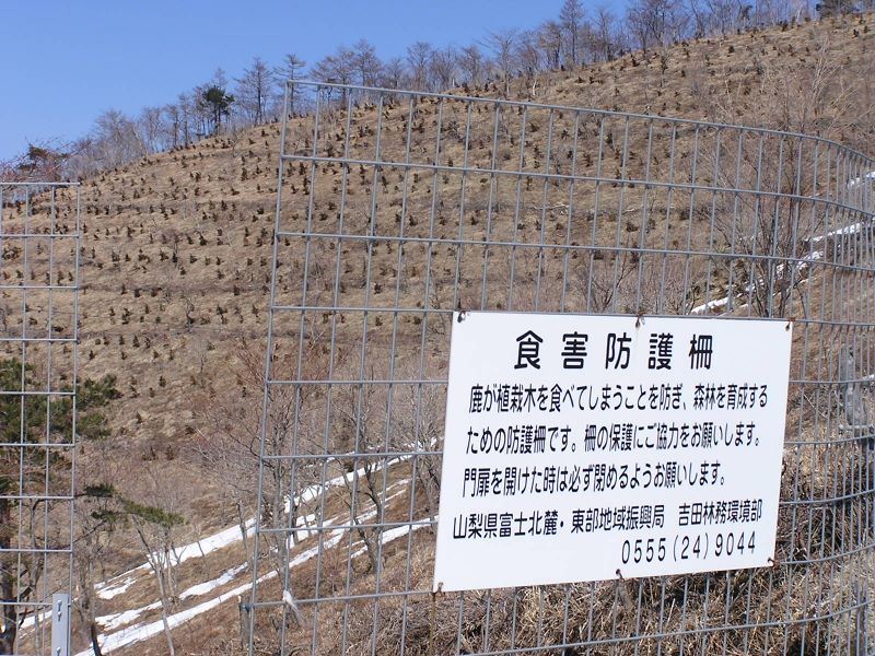 石割山 -- 若い木は鹿のご馳走だと思います