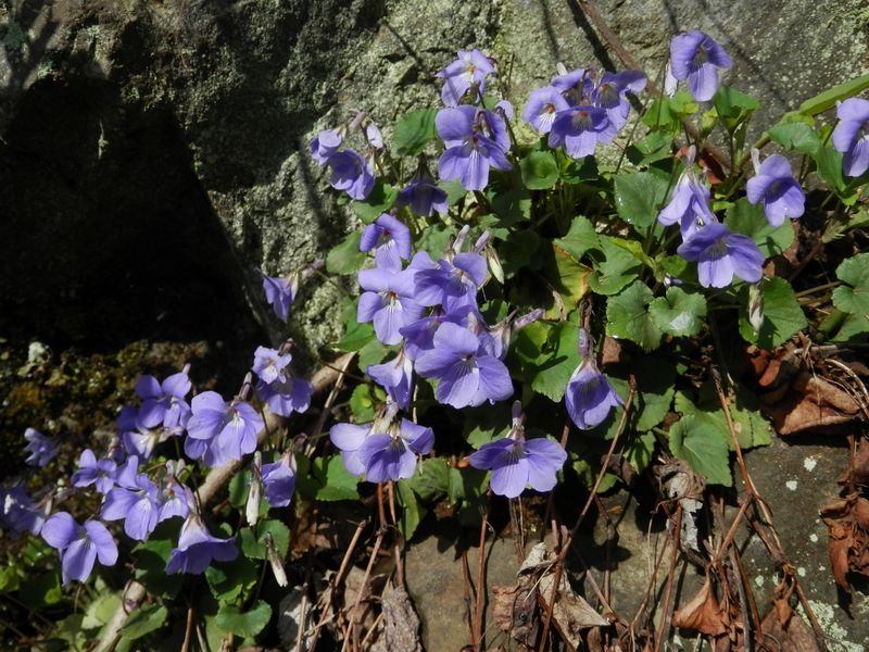 タチツボスミレ