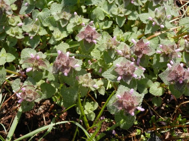 ヒメオドリコソウ