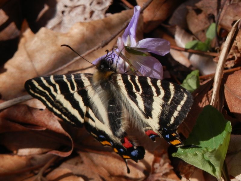 ギフチョウが足もとのスミレに止まってくれた