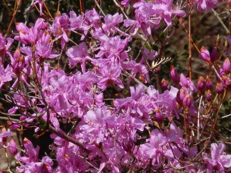 ミツバツツジとギフチョウ