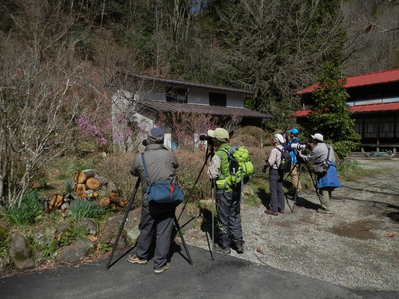 ギフチョウを待つ人々