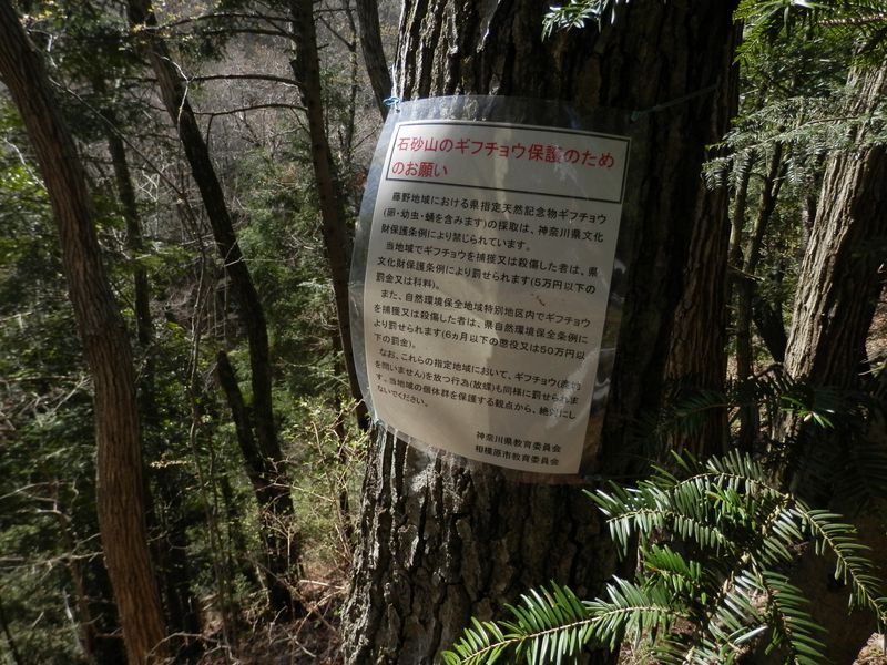 石砂山 -- ギフチョウを捕獲または殺傷した者は...
