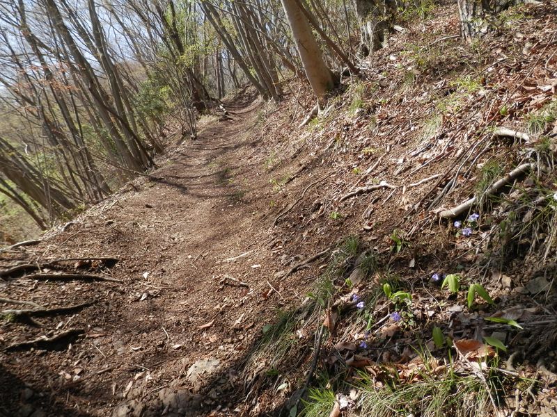 ギフチョウは、明るい場所に咲く花を好むようだ