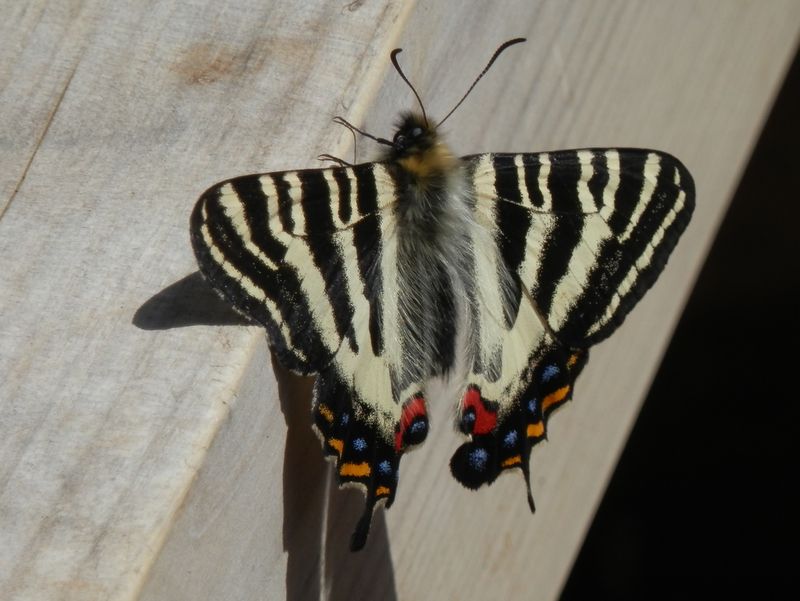 山頂のベンチに止まったギフチョウ