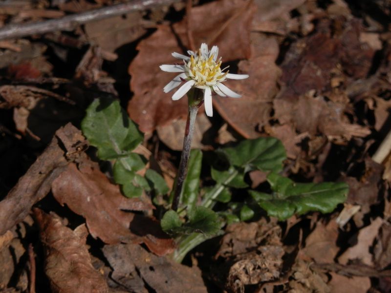 センボンヤリは、蝶たちに人気がないようだった