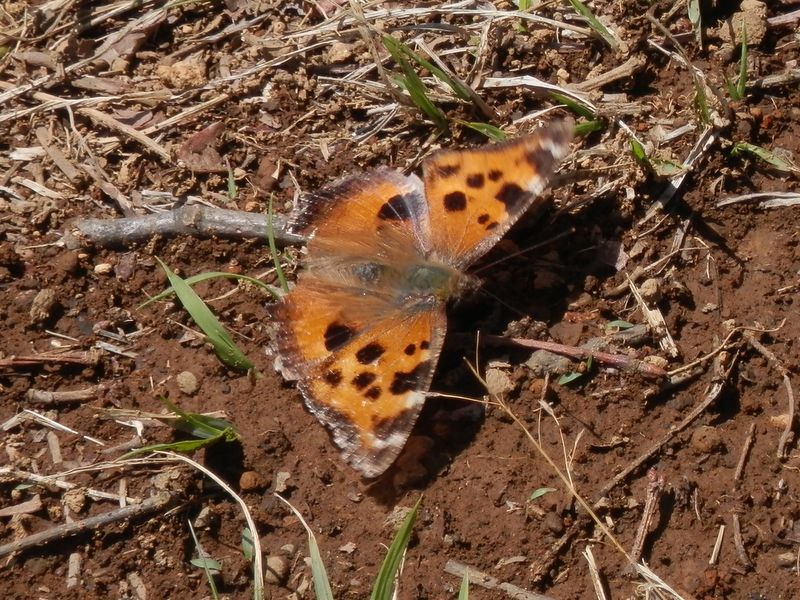 冬越しのヒオドシチョウ