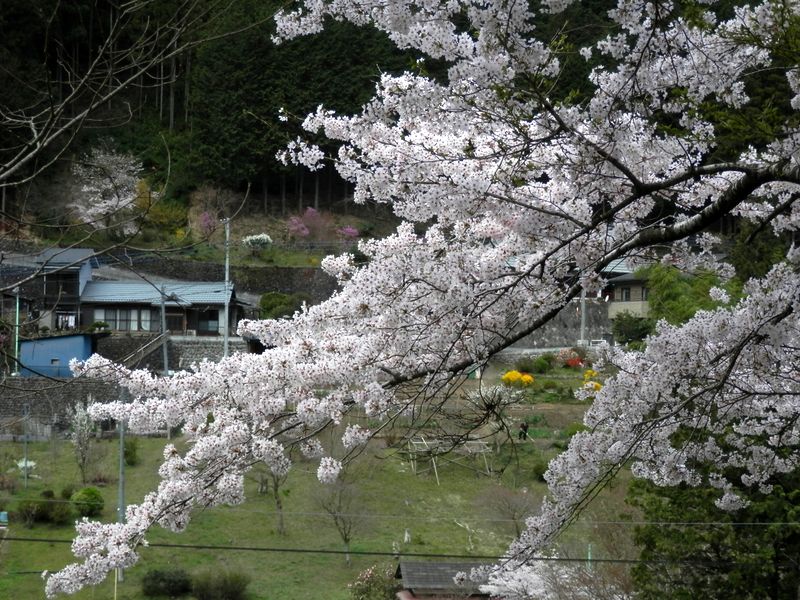 八桑の桜