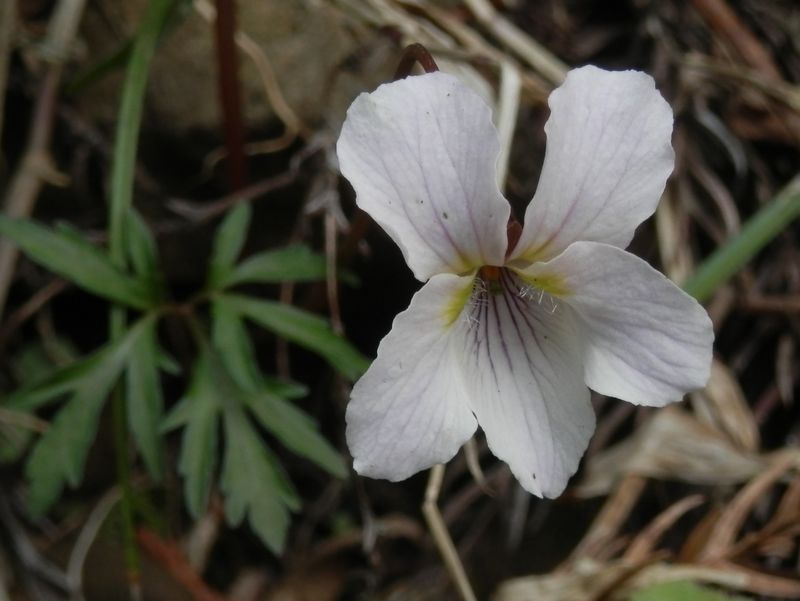 エイザンスミレだな