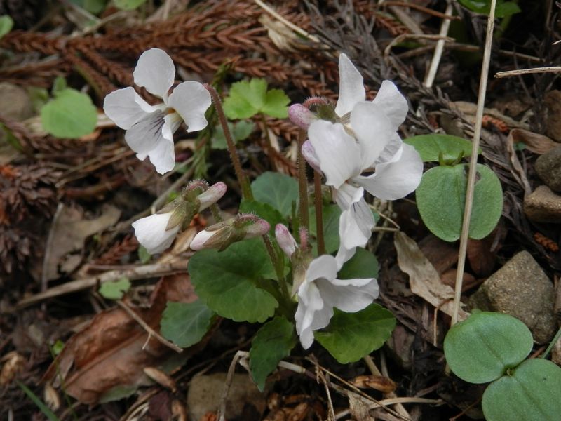 マルバスミレだな