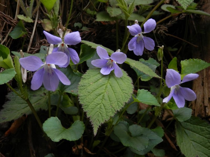 タチツボスミレ