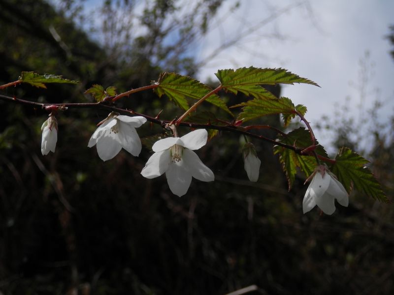 モミジイチゴ咲き始め