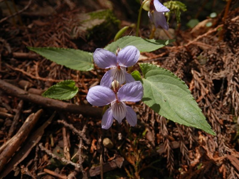 ナガバノスミレサイシンだな
