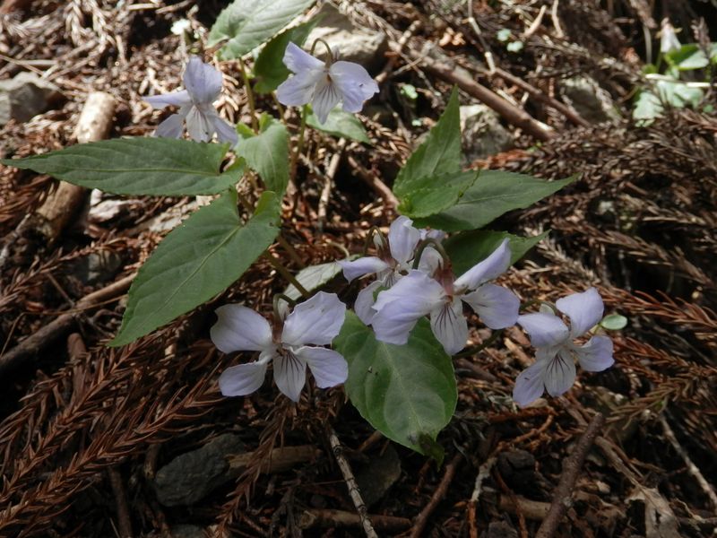 花が白っぽいものも