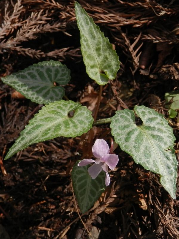 フイリヒナスミレかなあ