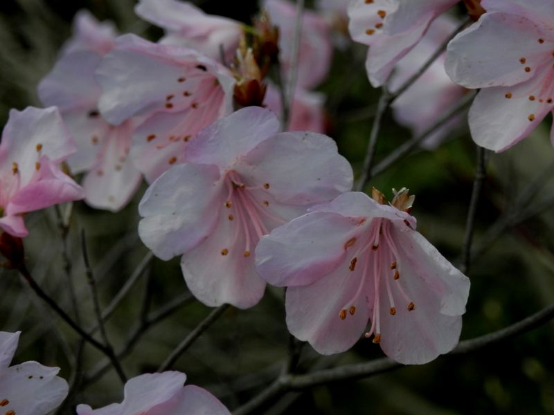 アカヤシオに近づけないのでズームイン