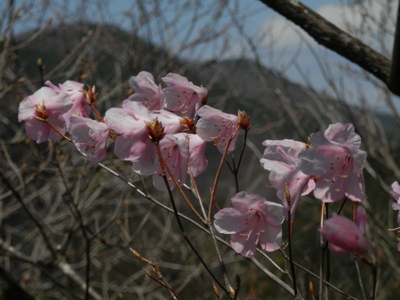 アカヤシオに日が差してきた