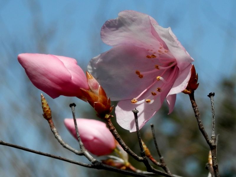 アカヤシオの花とつぼみ