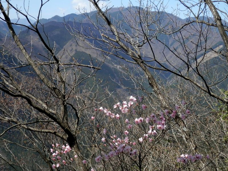 川苔山を背景に