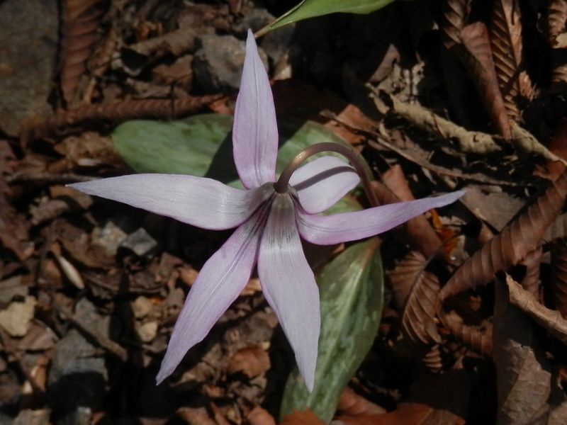 急斜面のカタクリ