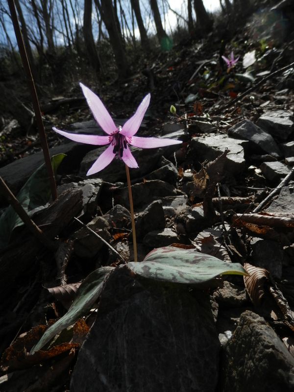 ローアングルでカタクリを撮影