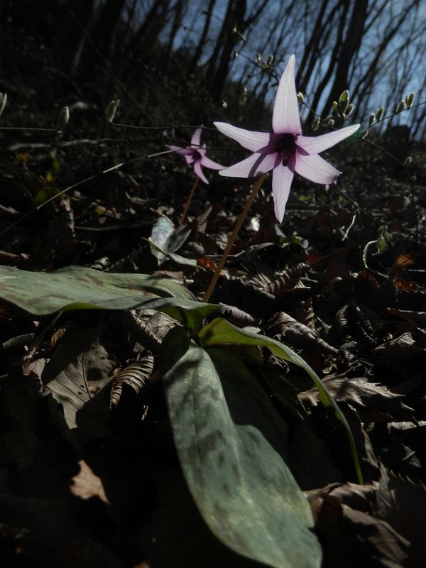 どうして花は谷側を向くのだろうか？