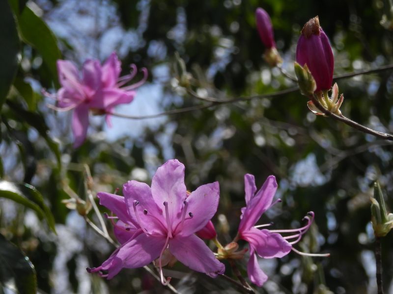 岩茸石山のミツバツツジ咲き始め