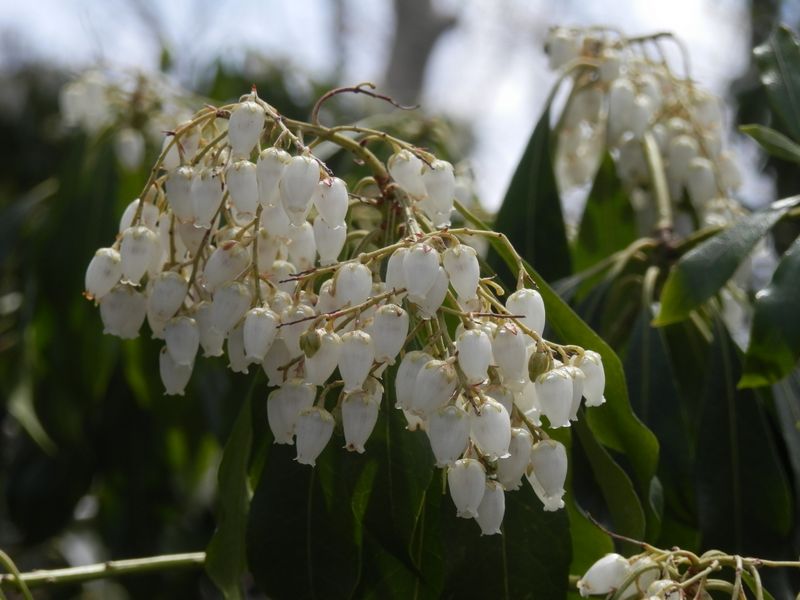 岩茸石山のアセビ