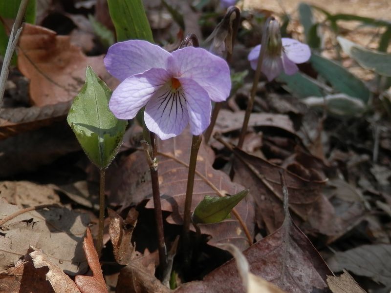 アケボノスミレかな