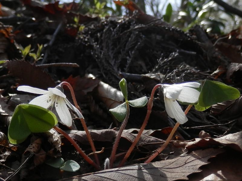 ミヤマカタバミ