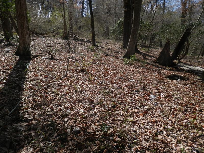 この斜面は、すみれだらけ