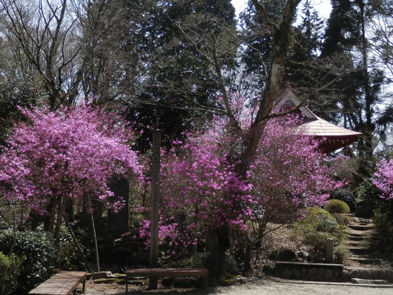 ミツバツツジが鮮やかな常福院