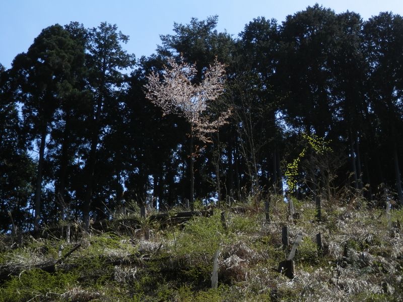 伐採地のヤマザクラに見送られて