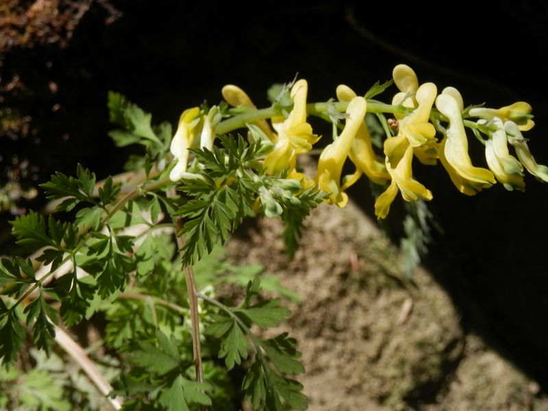 ミヤマキケマン