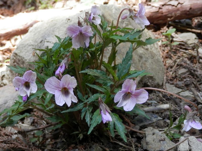 これもエイザンスミレだな
